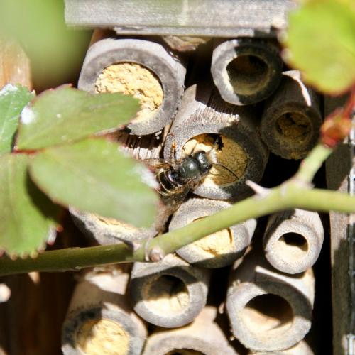 Osmia cornuta